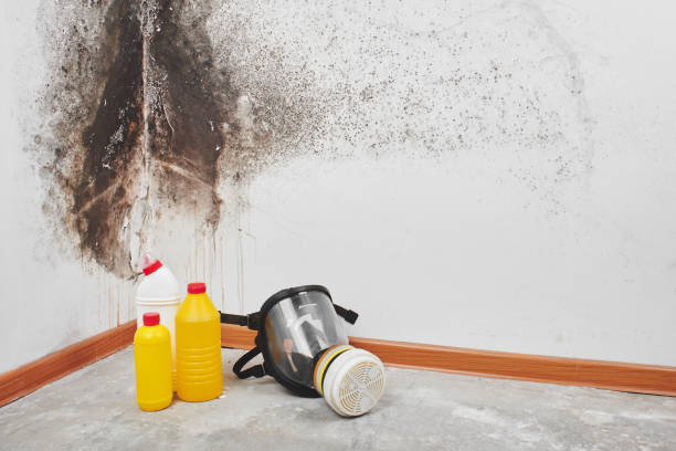 Best Home Mold Removal  in Stacy, MN