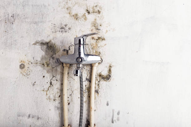 Best Toxic Mold Removal  in Stacy, MN