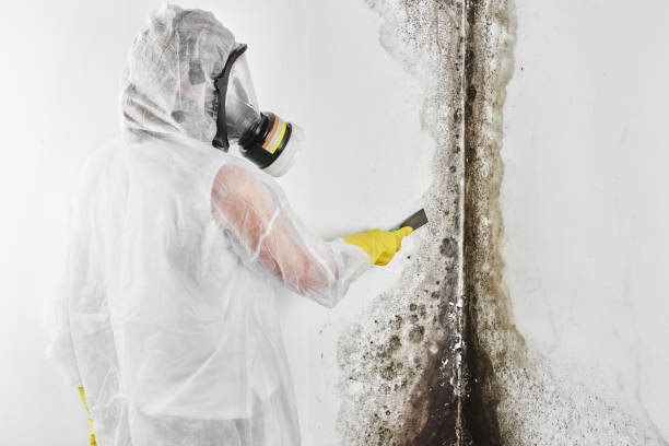 Best Commercial Mold Removal  in Stacy, MN